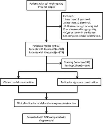 A novel clinical−radiomic nomogram for the crescent status in IgA nephropathy